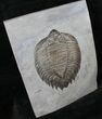 Inflated, Arctinurus Trilobite - New York #14173-3